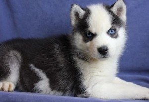 Siberian Husky Puppies