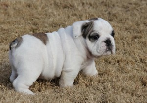 Healthy English bulldog puppies