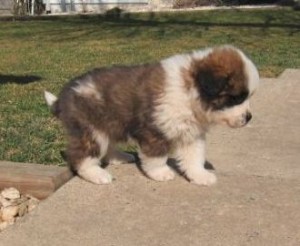 Saint Bernard Puppies for Adoption