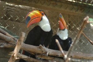 Breeding Pair of Toco Toucans.