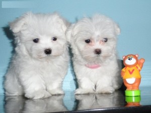 AKC registered Tea-cup Maltese puppies
