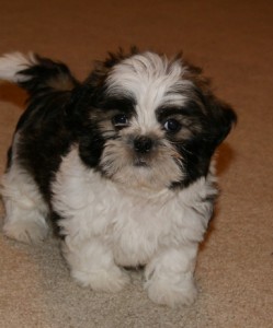 Shih Tzu puppies