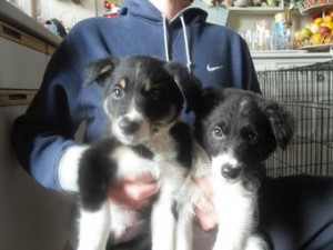 2 Stunning Collie Pups