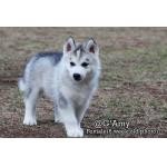 Outstanding Siberian Husky puppies for Adoption