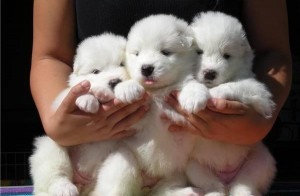 Cute Beaultyfull Samoyed