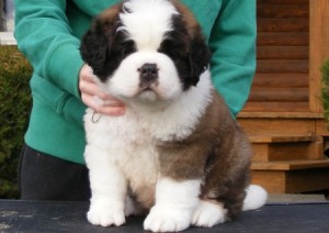 Saint Bernard Puppies