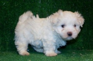 Vet Checked Maltese puppies