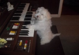 Beautiful and lovely maltese puppies