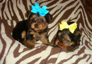 Beautiful male and female Yorkie puppies