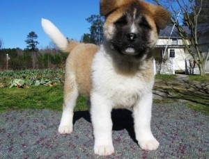 Akita Puppies