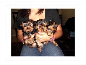 **** Baby Face Teacup Yorkie Puppies For Pet Lovers****150