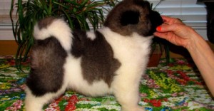 Akita Puppies For Sale