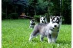 Siberian Husky Purebred
