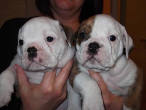 English Bulldog Puppies For Sale