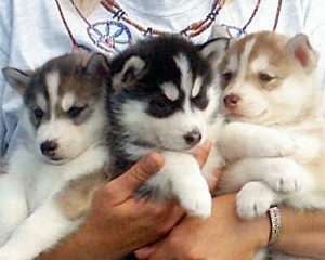 Siberian Husky for sale