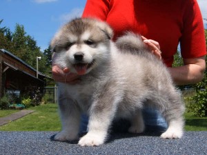 Outstanding Alaskan malamute puppies