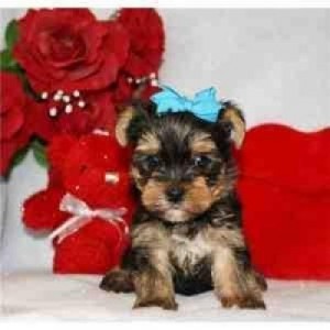 Tiny Toy Female Yorkie puppy