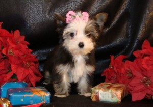 10 week old female AKC Yorkie Puppy