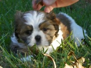 Lovely Shih Tzu puppies for Free Adoption