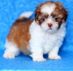 Shih Tzu puppies for sale in good home