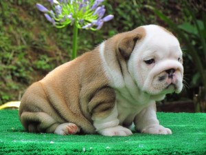 Top quality English Bulldog puppies for free adoption