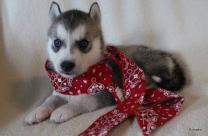 Siberian Husky