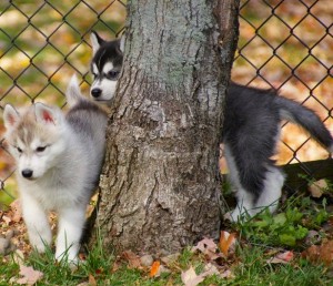 Akc Blue-eyed Siberian Husky For Stud Only!!!