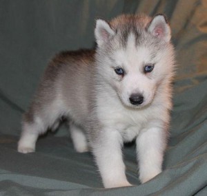 Siberian Husky Female Amber