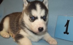 Siberian husky puppy for sale