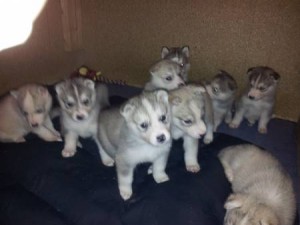 Siberian Husky (stud service only)