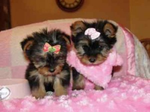 Female Teacup Yorkie Puppy