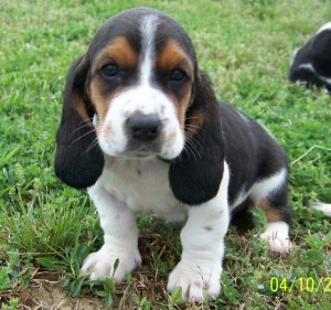 Healthy Basset Hound Pups for sale