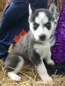 Strong and Sturdy Siberian Huskies