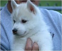 Cute Siberian Husky Pups