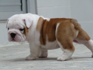 English bulldogs available