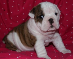 Bulldog Puppies