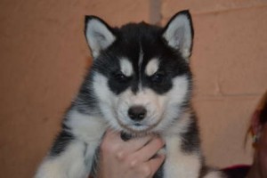 Siberian Husky Puppy