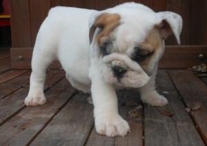 Exotic Olde English Bulldog Male