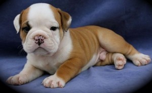 Exceptional English Bulldog Puppies