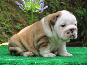 Top quality English Bulldog puppies For New Home