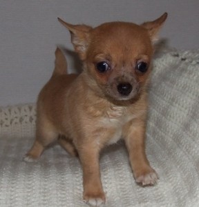 Fawn full coat little girl Chihuahua.