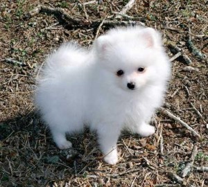 12 week old female AKC Pomeranian Puppy