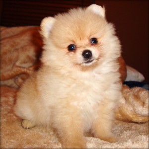 Two Pomeranian Puppies