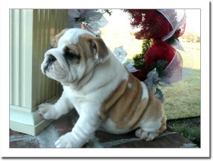 Englsh Bulldog, AKC registered