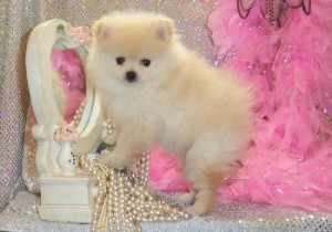 Amazing Teacup Pomeranian  Puppies