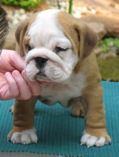 English Bulldog Stud