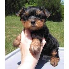 Cute baby Yorkshire-Terrier Puppies