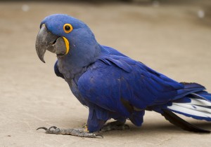 Hyacinth Macaw Parrots