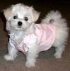 Maltese puppies