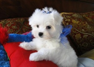 Maltese Puppies